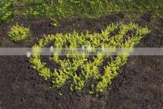 Airport VIP luggage trolley