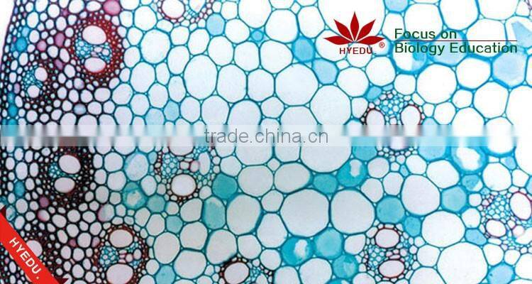 Microscope Plant Slides ,Corn Prepared Slides, ON SALE Prepared Slides