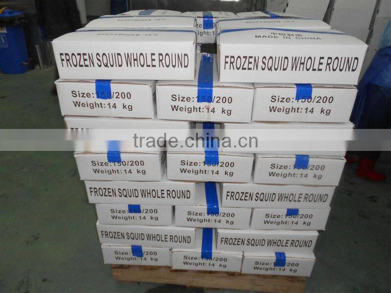 Frozen whole round illex squid