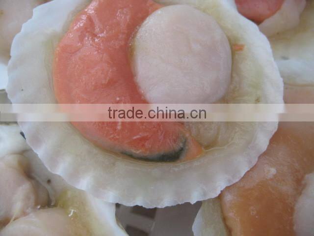 frozen hokkaido scallop