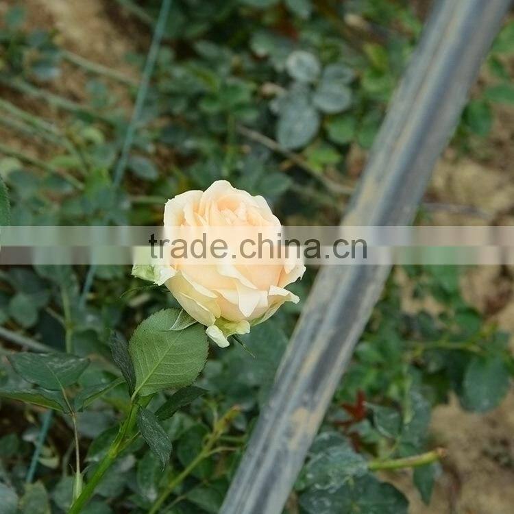 Good quality latest white violet flower