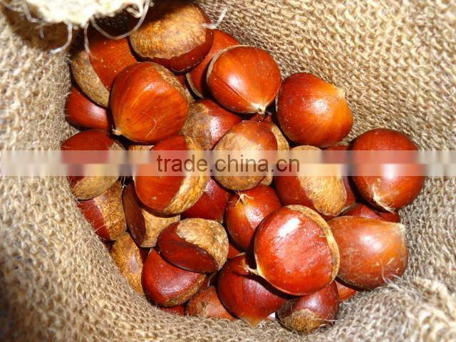 Chestnut Type and 10kg Gunnysack Packaging chestnut