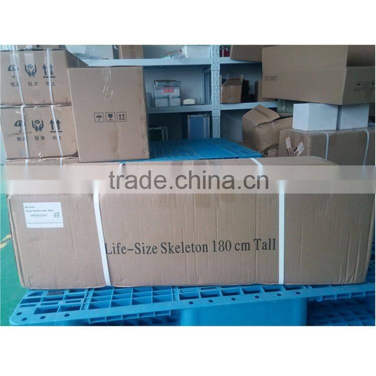 180cm Medical Human Anatomical Skeleton Model