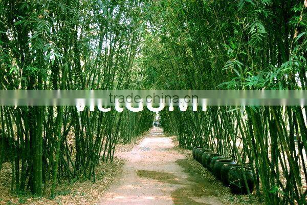 Bamboo curtain pole competitive price and big quantity