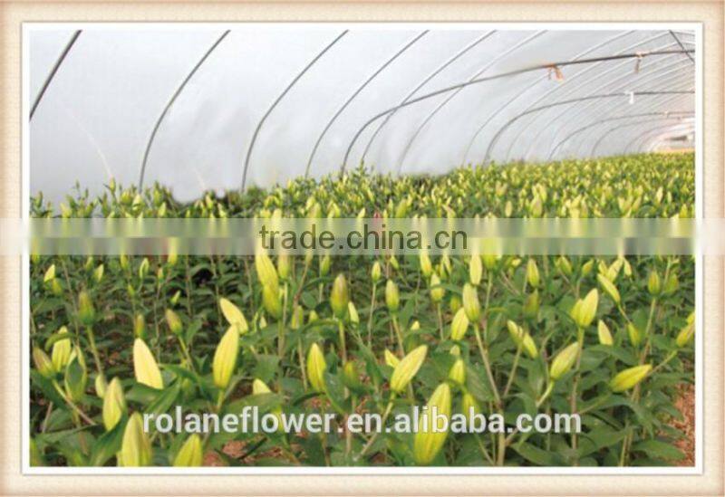 New Wedding Bouquet Cut Flower Chrysanthemum Miniature With 10 Stems/Bundle Supermarket Chrysanthemum Flower With 0.5kg/Bundle C