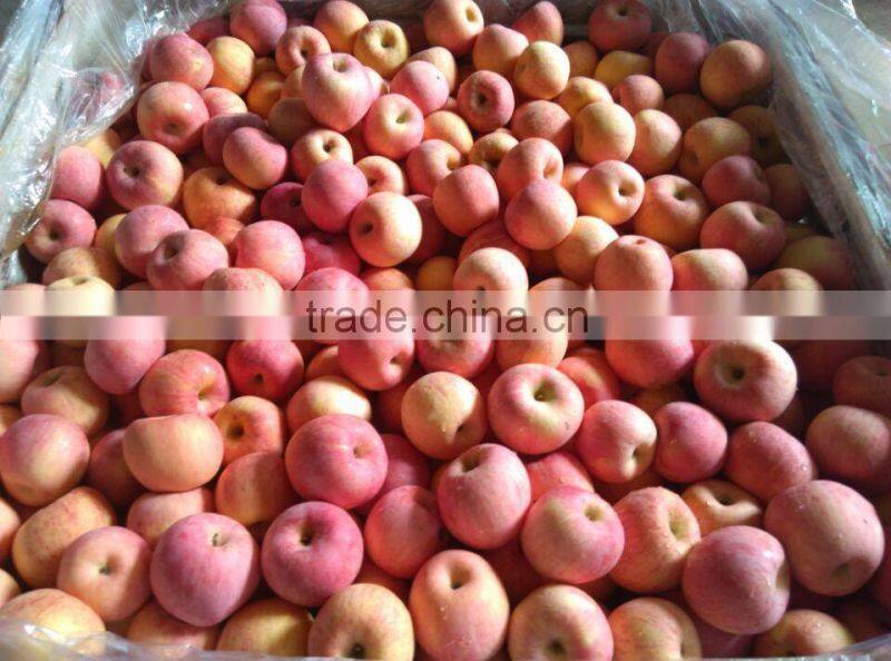 2015 Fresh Apple fruits red fuji