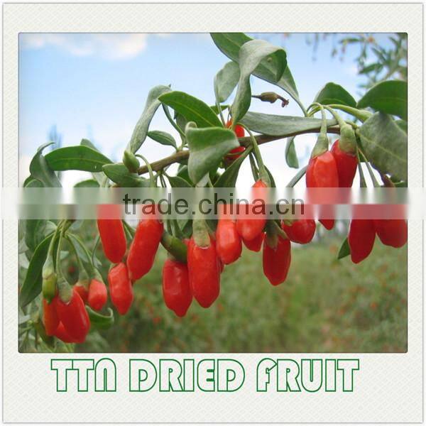 TTN Dried goji berry price Bulk goji berry Dried goji berry