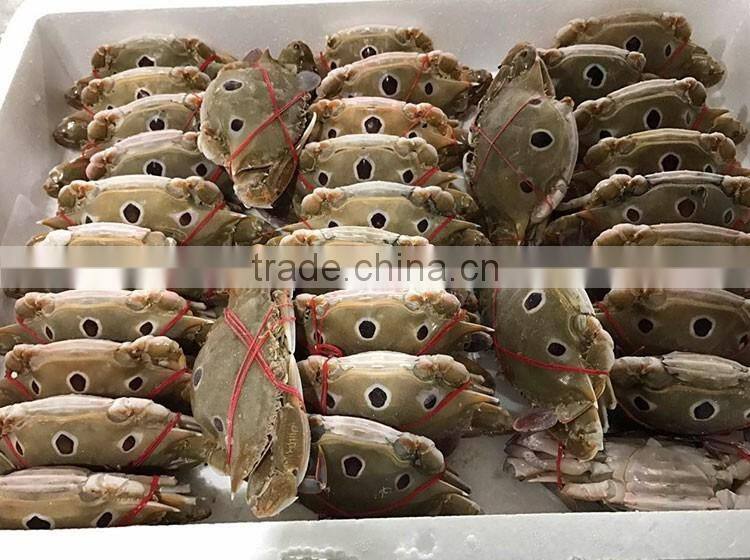 good quality frozen redspot swimming crab