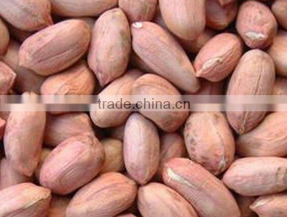 New crop 2013 Bold Peanuts 50/60