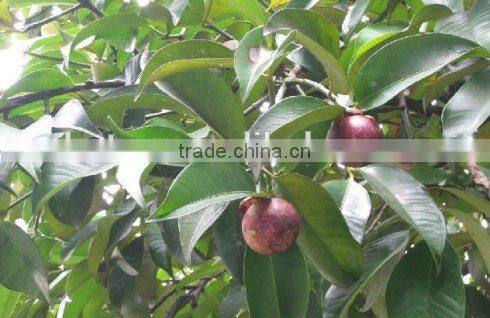 Natural HPLC 10%-98% Mangosteen Extract Powder