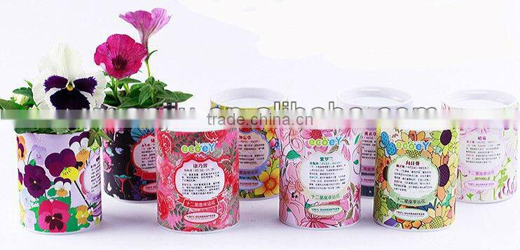 Fashion Twelve constellations lucky flower potted plant -forget-me-not