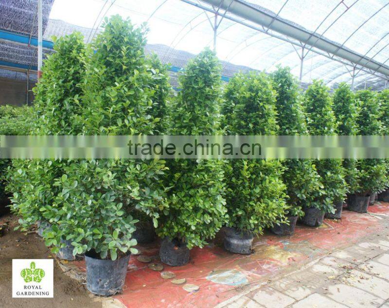 Ficus panda christmas tree ( cone shape) 230cm high