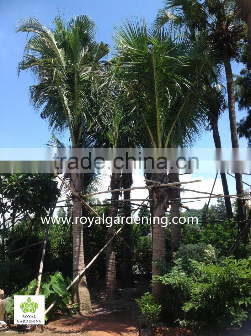 Cocos nucifera palms tree