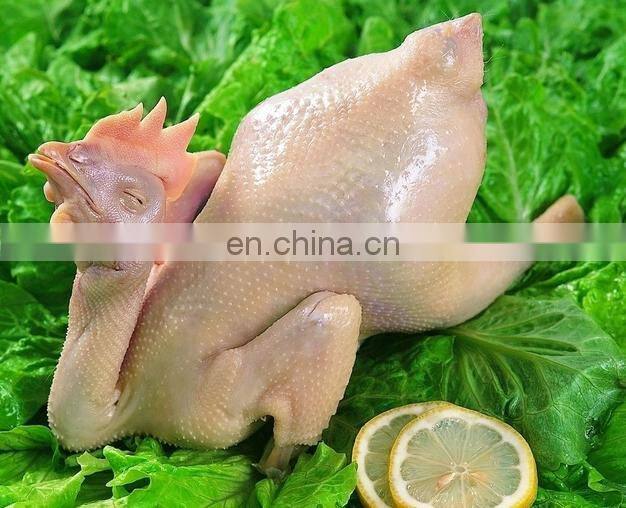 Poultry scalding & plucking combined machine