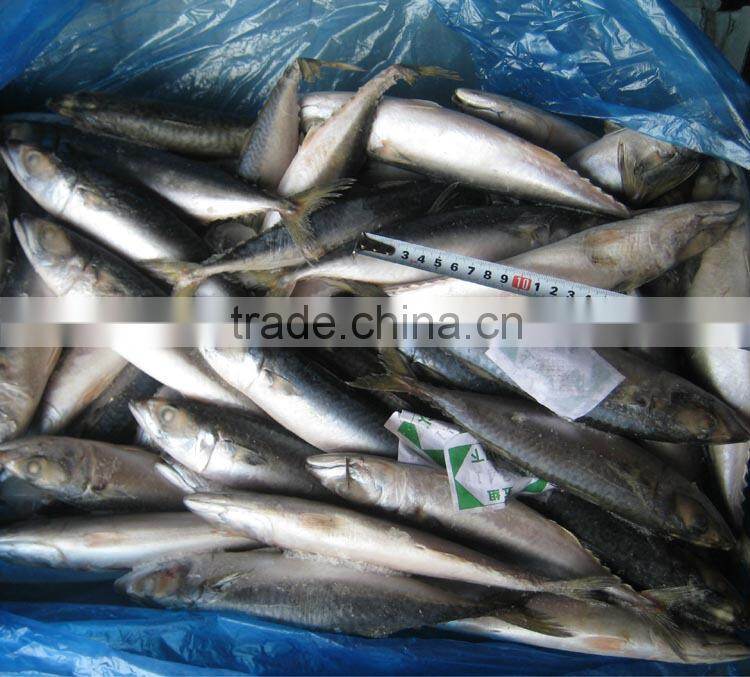 frozen fish (pacific mackerel 200-300g)
