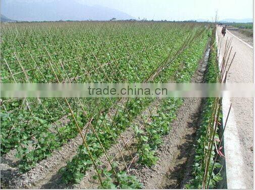 colored bamboo poles