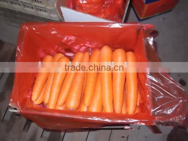 China Bulk Fresh carrot for sale