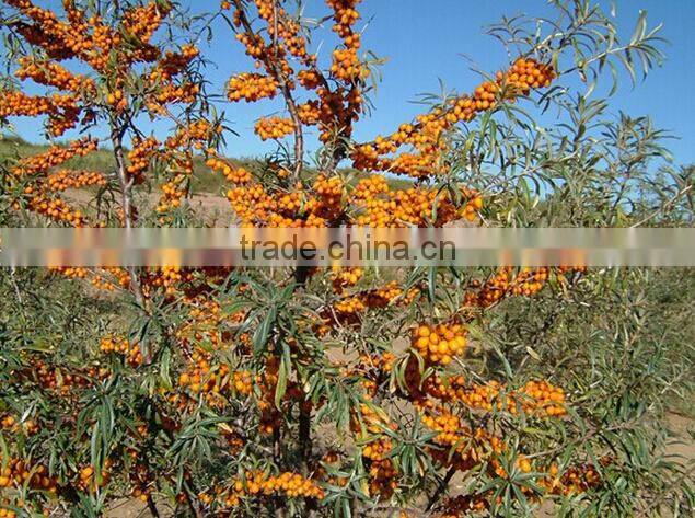 Seabuckthorn fruit oil/Food grade/Medicine grade/Cosmetic grade