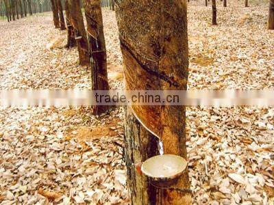 Flower tying Hottest most flexible elastic bands/ Ruuber band size 008 EX manufactured in Viet Nam