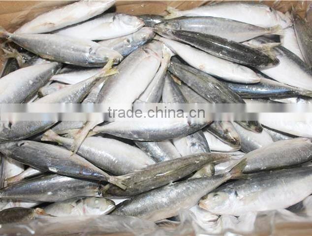 Newly catches frozen round scad fish with good quality for sale