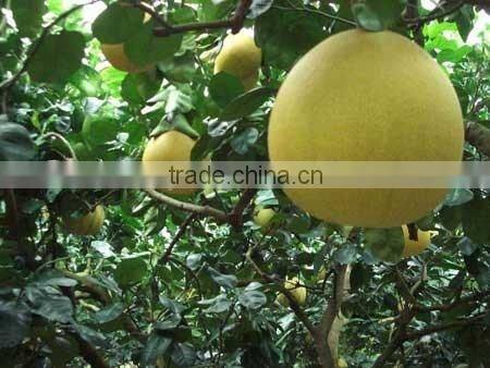 Delicious fruit pomelo