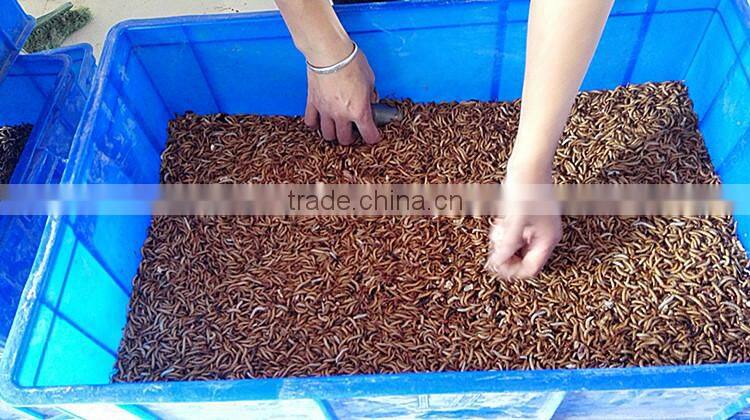 Freeze Dried Mealworms/Freeze Dried Tenebrio molitors for Pets