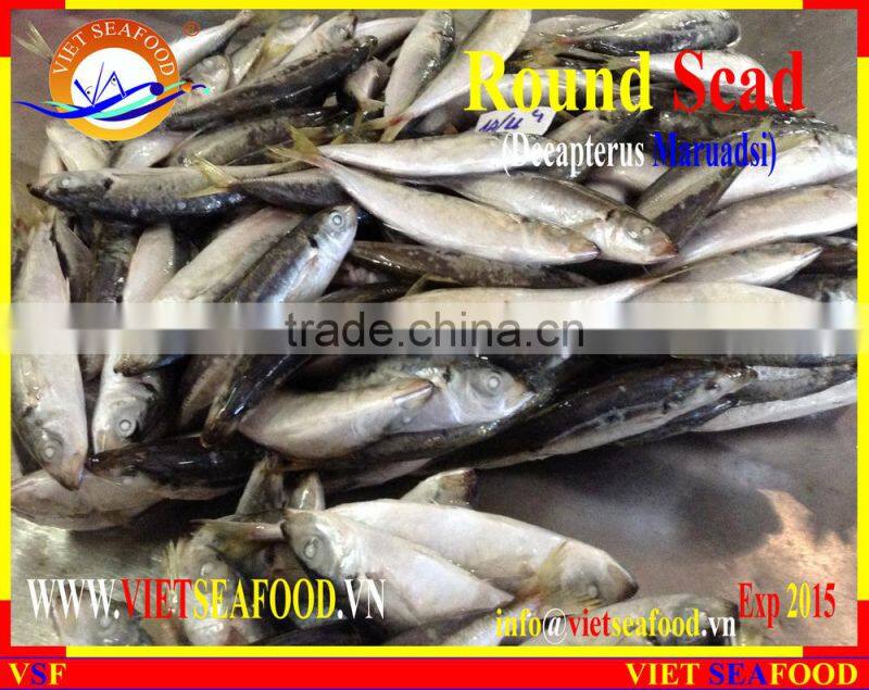 FROZEN W/R ROUND SCAD