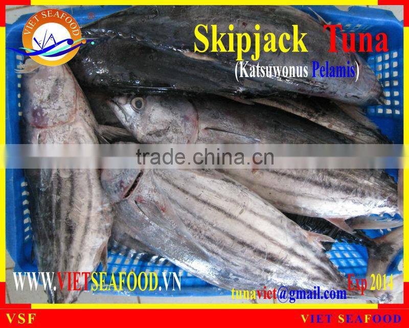 FROZEN SKIPJACK TUNA WHOLE ROUND