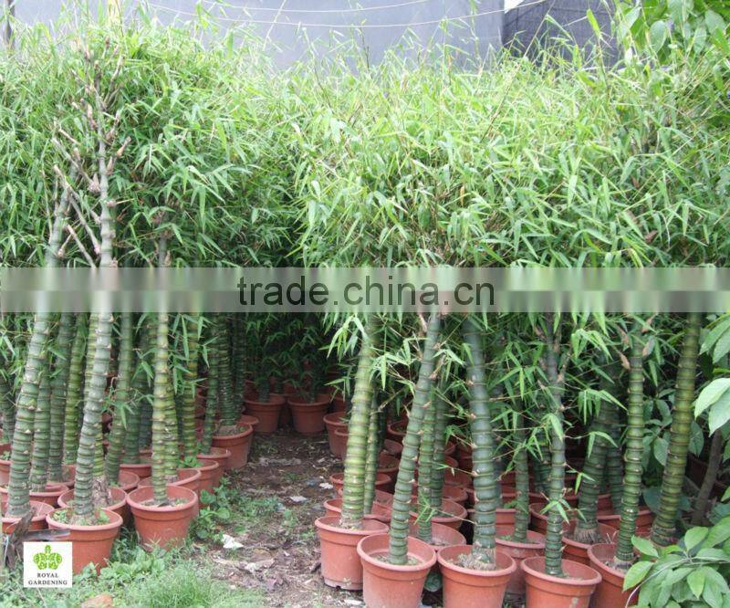 Bambusa ventricosa ( chinese bamboo ) outdoor plant for landscaping