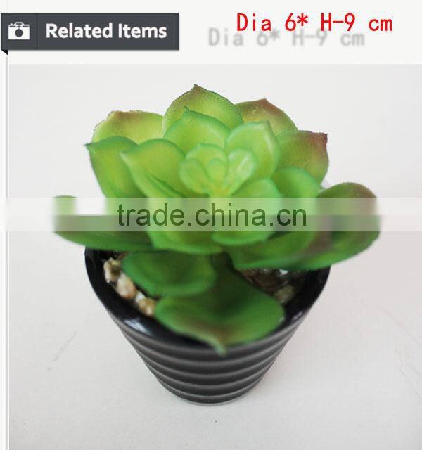 Tropical mini succulent plants bonsai for sale artificial succulents