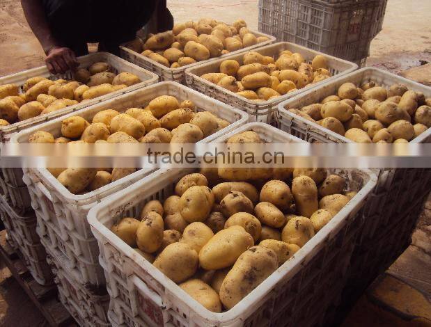 China potato 2016