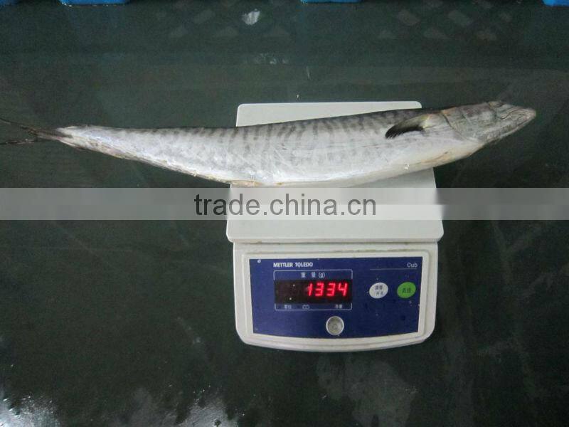 frozen spanish mackerel IQF IWP