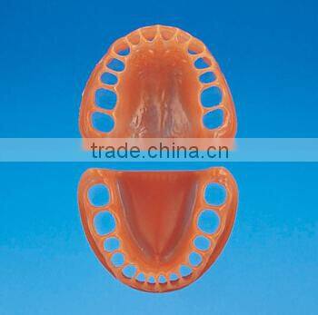 Dental teeth orthodontic model/education model/study model