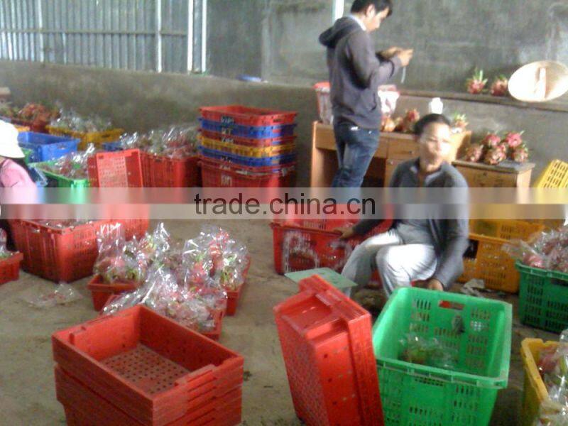 BEST PRICE FRESH DRAGON FRUIT