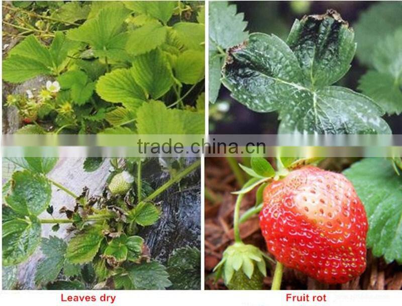 Huminrich 100% Water Soluble Organic Potassium Humate Best Fertilizer For Strawberry