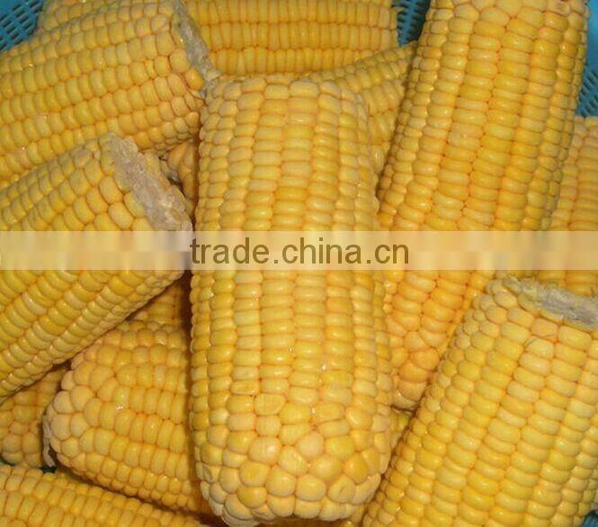 IQF sweet corn frozen sweet corn Huazhen variety