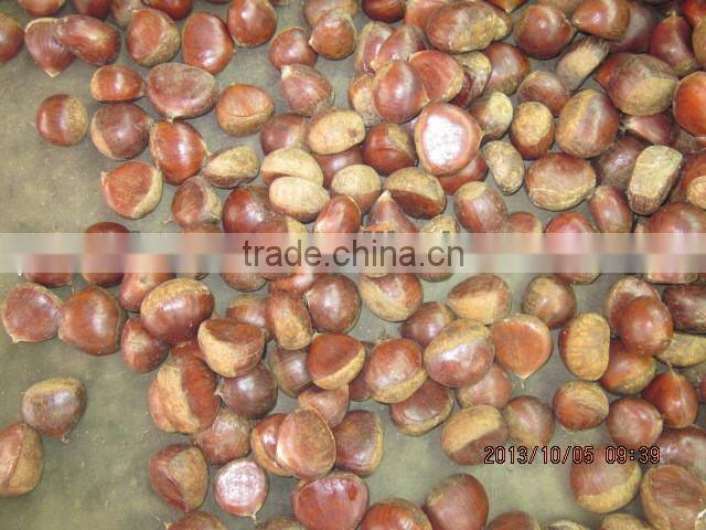 chestnut , fresh chestnut