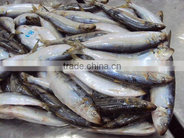 frozen Sardines whole round,80pcs for 10kgs per carton