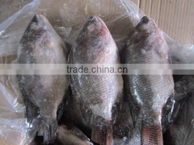 BQF good quality Tilapia whole round 200-300g 300-500g