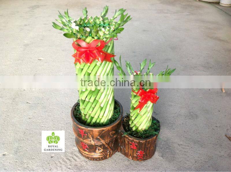 Lucky bamboo ( Dracaena Sanderiana) cage shape arragement