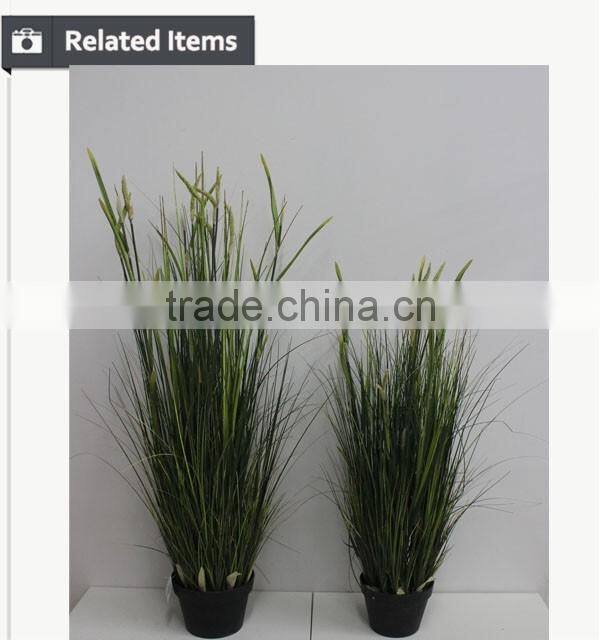 Natural green Papyrus scirpus validus potted onion grass