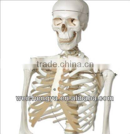 Biological Science Human Model Standard 85cm Skeleton on Pelvic Mounted Base