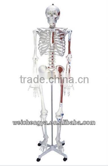 85cm Skeleton with Painted Muscles on Pelvic Mounted Base