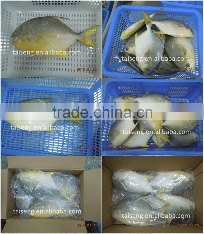 Seafood Supplier China farming golden pompano fish