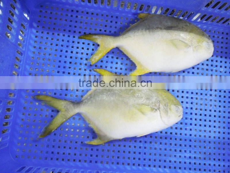 Frozen pompano fish 300-400g Frozen golden pomfret 300-500g