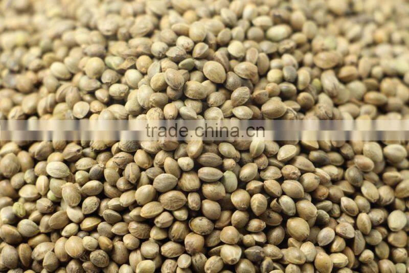 2016 crop chinese hemp seed