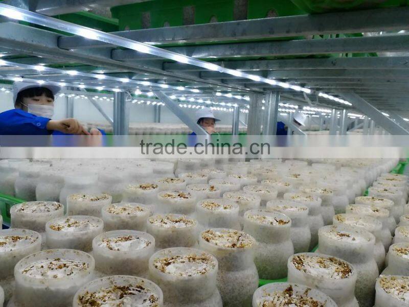 Canned Bailing mushroom(sliced)