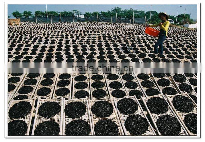 Laminaria nori seaweed,roasted seaweed snack,sea moss,food grade