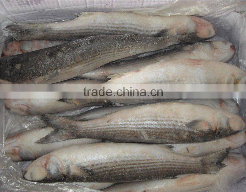 whole round grey mullet