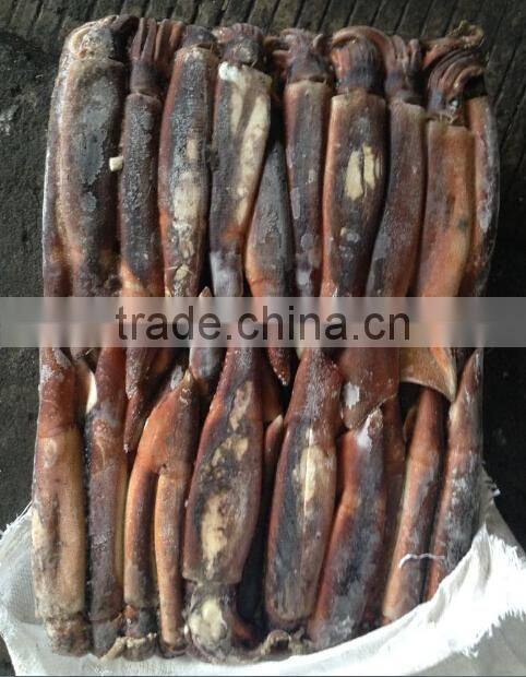 Frozen illex squid for bait
